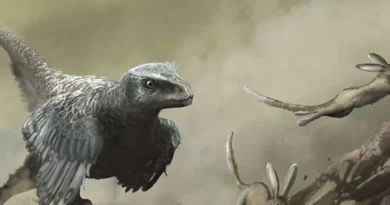 Jurassic Park Yanıldı! Raptorlar Sürü Avcısı Olmayabilirlerdi. kapak fotoğrafı