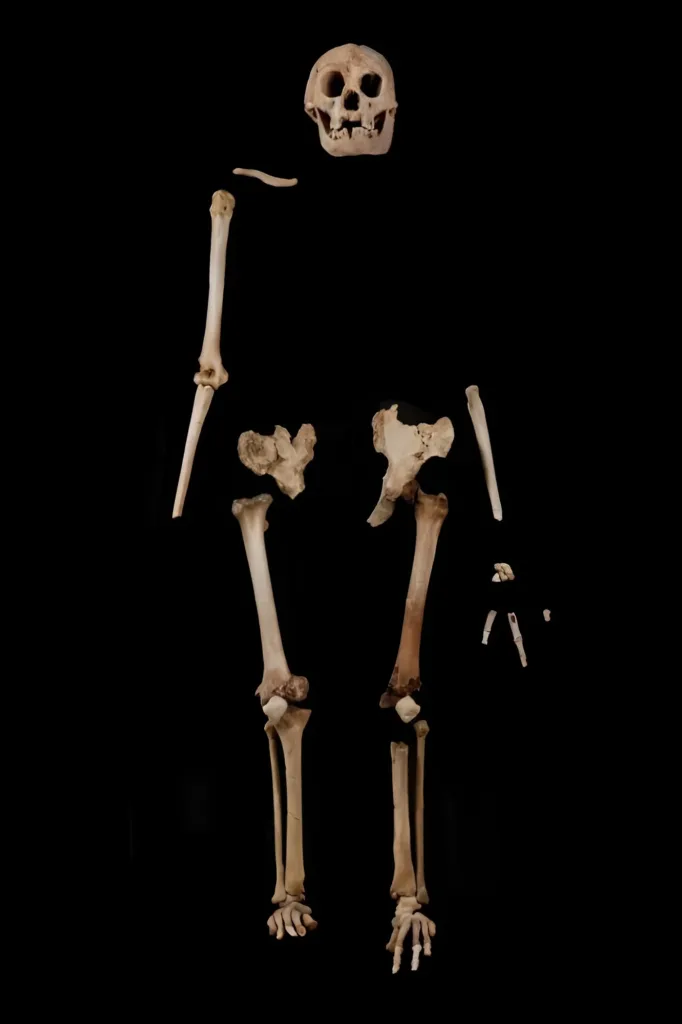 Homo sloresiensis iskeleti