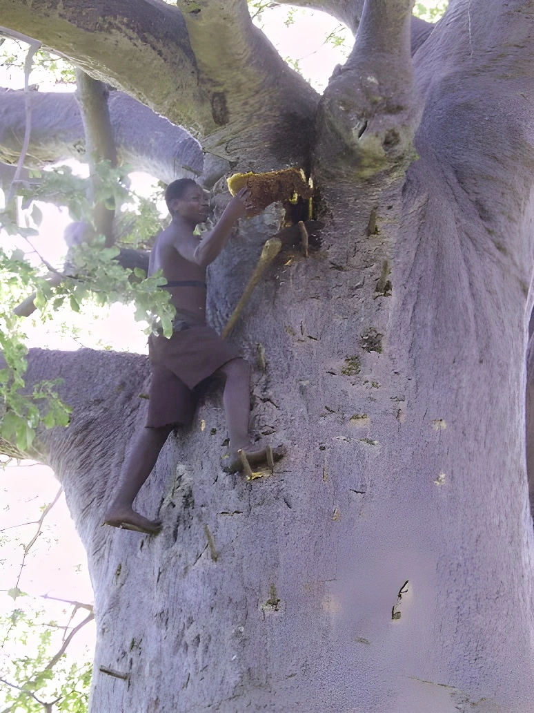 Balkılavuzu: Hadza Yerlisi