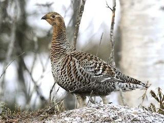 Kara orman tavuğu, orman horozu, Rubenis, boynuz ibikli, boynuz şeklinde ibik, kara orman tavuğu dişi, dişi kara orman tavuğu, kara orman tavuğu dişisi