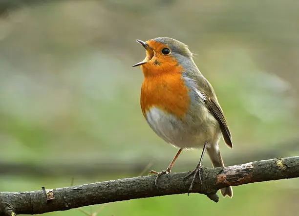 avrupa kızılgerdanı, kızılgerdan kuşu, european robin, narbülbülü, avrupa kızılgerdanı görseli, kızılgerdan nedir